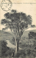 Pays Div-ref CC746- Congo Francais - Arbres -trees - La Flore Congolaise - Un Arbre De La Montagne -/a Circulé En 1913 - Congo Français