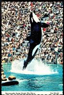 Killer Whale Jumping, Sea World, California - Unused - San Diego