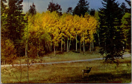 Arizona Deer In Kaibab National Forest Near Grand Canyon - Grand Canyon