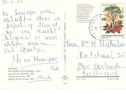 RWANDA SYMPHONIA GLOBULIFERA CARTOLINA PER BELGIO - Covers & Documents