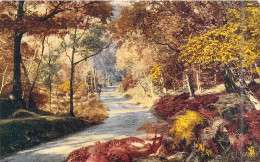 Illustration - Parc - Végétation - Plante - Carte Postale Ancienne - Unclassified