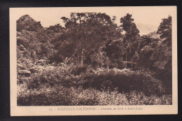 CP NOUVELLE CALEDONIE Clairiere En Forêt à Saint Louis - Nouvelle Calédonie