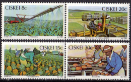 CISKEI - Culture De L'ananas - Ciskei