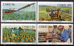 CISKEI - Culture De L'ananas - Agriculture