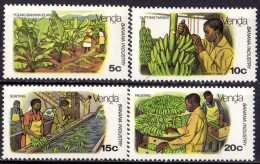 VENDA - Culture De La Banane - Agriculture