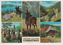 Schwarzwald, Baden-Württemberg - Altri & Non Classificati