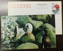 Chinstrap Penguin(Pygoscelis Antarctica),China 2000 Antarctic Penguin Postal Stationery Card #7 - Fauna Antartica
