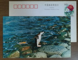 China 2000 Antarctic Penguin Postal Stationery Card #8 - Fauna Antartica