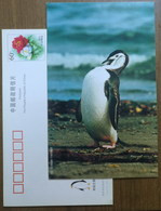 China 2000 Antarctic Penguin Postal Stationery Card #10 - Fauna Antártica