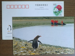 Gentoo Penguin(Pygoscelis Papua),China 2000 Antarctic Penguin Postal Stationery Card - Antarctic Wildlife