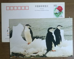 Pygoscelis Antarctica,China 2000 Antarctic Penguin Postal Stationery Card #4 - Fauna Antartica