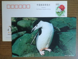 Chinstrap Penguin(Pygoscelis Antarctica),China 2000 Antarctic Penguin Postal Stationery Card #6 - Fauna Antartica