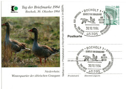 GERMANY, Picture Postcard, Bird, Greylag Goose    /    ALLEMAGNE,  Carte Postale,  Oiseau, Oie Cendrée - 1994 - Gansos