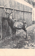 Animaux - Cerf - L.F.  - Carte Postale Ancienne - Other & Unclassified