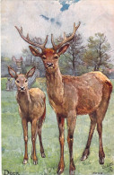 Animaux - Cerf - Studies At The Zoo SérieII - Deer - Oilette - Carte Postale Ancienne - Sonstige & Ohne Zuordnung