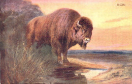 Animaux - Bison - Edit. Salmon J. - Colorisé - Carte Postale Ancienne - Other & Unclassified