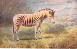 Animaux - Zebra - Illustrateur - Edit. J; Salmon - Carte Postale Ancienne - Cebras