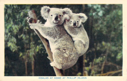 Animaux - Koala At Home At Phillip Island - Nucolorvue Productions - Carte Postale Ancienne - Ippopotami