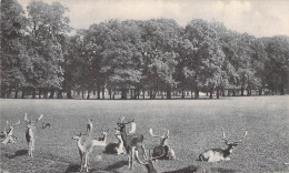 Animaux - Troupeau Cerf - Biche   - Carte Postale Ancienne - Sonstige & Ohne Zuordnung