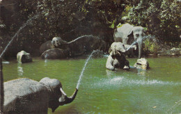 Animaux - Elephant - Playful Elephant Squirt Water At Each Other In The Elephant Bathing Pool - Carte Postale Ancienne - Elefanten