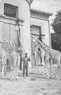 Animaux - Girafes - Jardin Zoologique DéAnvers - Animé - Carte Postale Ancienne - Sonstige & Ohne Zuordnung