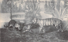 Animaux - Tigre - Musée Du Pensionnat - Pantère Chat Sauvage Tigre - Edit. E. Douniau  - Carte Postale Ancienne - Tijgers