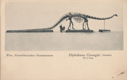 AUSTRIA - Wien - Naturhistorisches Staatsmuseum Diplodocus Carnegici - Musées