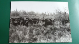 CPSM EN CAMARGUE MANADE DE TAUREAUX PHOTO GEORGE ARLES CAVALIER CHEVAL GARDIAN - Stieren