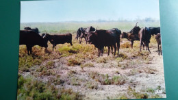 CPSM TAUREAU EN CAMARGUE AVEC LES GARDIANS MANADE DE TAUREAUX SAUVAGES ED P E C IRIS MIREILLE - Taureaux