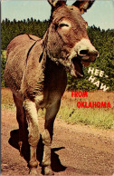 Oklahoma Donkey Hee Haw From Oklahoma - Autres & Non Classés