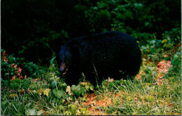 Great Smoky Mountains National Park Native Black Bear - USA National Parks