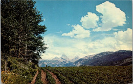 Idaho Farming Typical Potato Field - Autres & Non Classés