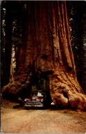 California Yosemite National Park Wawona Tree Tunnel Tree - Yosemite
