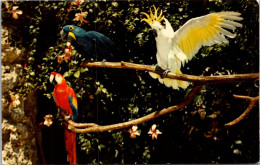 Florida Miami Parrot Jungle Colorful Parrots - Miami