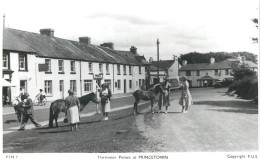 Dartmoor Ponies At Princetown - Dartmoor
