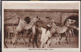 Group Of Camels, Aden. (arabia) - Arabie Saoudite