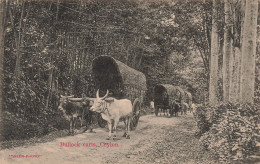 Sri Lanka - Ceylon - Bullock Carts - Skeen Photo - Attelage Boeuf - Carte Postale Ancienne - Sri Lanka (Ceilán)