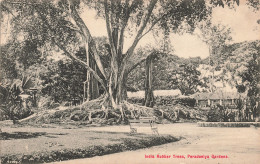 Asie - Sri Lanka - India Rubber Trees - Peradeniya Gardens - Edit. Plâté & Co  - Carte Postale Ancienne - Sri Lanka (Ceilán)