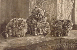 ANIMAUX - Chat - Famille De Chats Tigré Angora - Illustration - Rideau - Carte Postale Ancienne - Katzen