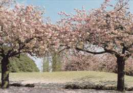 LES CERISIERS         DE KERSELAREN - Watermael-Boitsfort - Watermaal-Bosvoorde