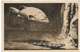 L120D1357 - Monaco - Aquarium Du Musée Océanographique - Mérou Brun Et Chat De Mer - Ozeanographisches Museum