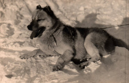 Chiens - Carte Photo - Chien Esquimau Dans La Neige - Dog - Chiens