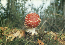 Delcampe - Amanite Tue-mouches - Pilze