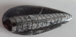 Fossiles Mollusques Céphalopodes Orthoceras - Archäologie