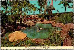 California San Diego Zoo Black Necked Swan 1984 - San Diego