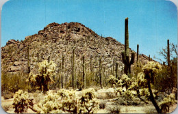 Arizona Tucson Mountain Park Cholla And Saguaro Cactus - Tucson