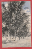 Mozambique - Cocoanut Palms - Beira - Mozambique