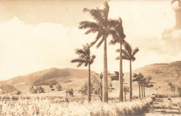 Nouvelle Calédonie - Palmier  - Carte Photo - Carte Postale Ancienne - Nouvelle-Calédonie