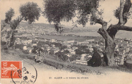 ALGERIE - ALGER - à Travers Les Oliviers - Carte Postale Ancienne - Alger