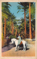 ALGERIE - COLOMBECHAR - Entrée De La Palmeraie - Carte Postale Ancienne - Autres & Non Classés